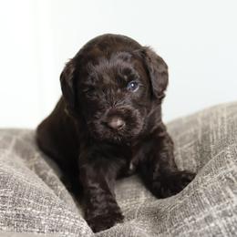 Yellow - Chocolate male Australian Labradoodle puppy in Williamstown, New York from Lewis Manor Labradoodles