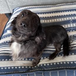 Obi - Dachshund