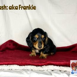 Dachshund Puppies from Shannon Dolly’s Dachshunds
