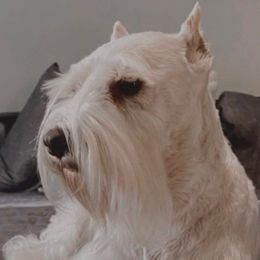 Arctic - Miniature Schnauzer