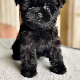 Girl 1 - Black Affenpinscher puppy in Oklahoma from Ter’Avalon Kennel