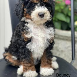 Bernedoodle All Grown Up from Little Fur Friends Bernedoodles
