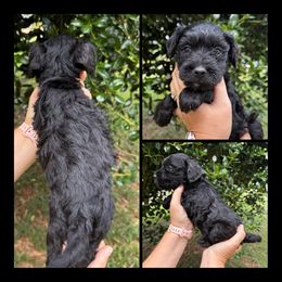 Black Collar - Black male Schnoodle puppy in Winchester, Tennessee from Mahaffey’s Doodles