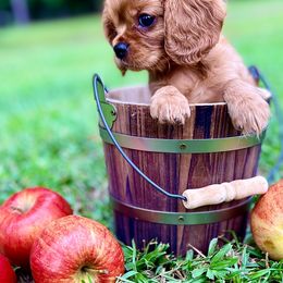 Cavalier King Charles Spaniel Puppies from Ohana Cavalier King Charles Spaniels