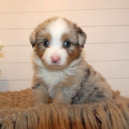 Dottie - Blue merle female Miniature American Shepherd puppy in Springfield, Missouri from 3 Barrels Farms, LLC