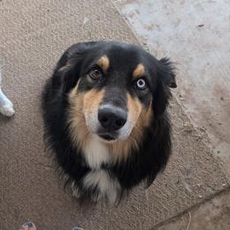 Jack - Australian Shepherd