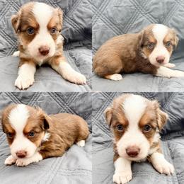 Red tri female 1 - Red tri female Toy Australian Shepherd puppy in Brooker, Florida from Honey, I Shrunk the Aussies
