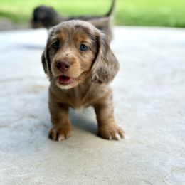Dachshund Puppies from Gem State Mini Dachshunds