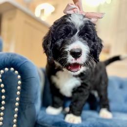 Pink collar - Black and white female Bernedoodle puppy in Indiahoma, Oklahoma from Farm Fresh Doodles