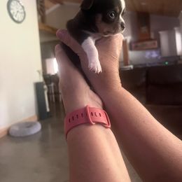 Chihuahua Puppies from Guys Cajun Paws