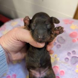 Olivia - Red female Dachshund puppy in Barnard, Missouri from KB Doxies