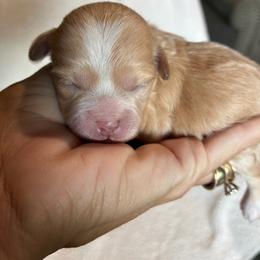 Hot pink - Gold and white female Shihpoo puppy in Millsap, Texas from Gaston’s Posh Poodles and Doodles