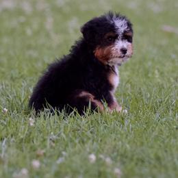 Turtle - Tri-color female Bernedoodle puppy in Milton, Florida from Sutton Place Doodles