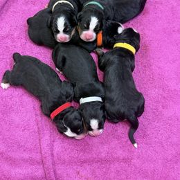 Bernese Mountain Dog puppies from Canyon Meadows Farm