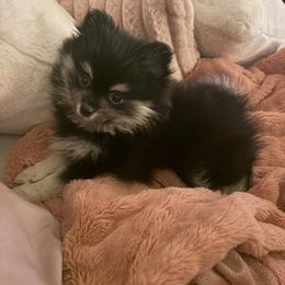 Pomeranian and Pomsky Puppies from Capital Poms & Pomskies