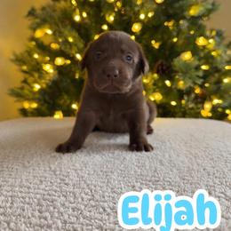 Elijah - Chocolate male Labrador Retriever puppy in Lucasville, Ohio from Backwoods Labradors