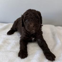 Mike - Brown male Bernedoodle puppy in Sandy, Utah from Hudson Foxx Puppies