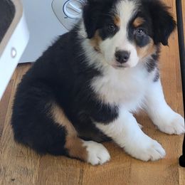 Australian Shepherd, Miniature American Shepherd, and Miniature Australian Shepherd Puppies from Alolan Angel Aussies