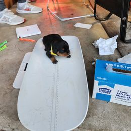 Girl 5 - Black and mahogany Rottweiler puppy in Houston, Texas from Wards Pups