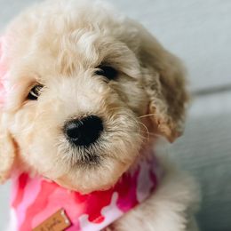 Girl 3 - Cream Goldendoodle puppy in Omaha, Nebraska from The Rallo Farmhouse