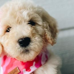 Girl 3 - Cream Goldendoodle puppy in Omaha, Nebraska from The Rallo Farmhouse