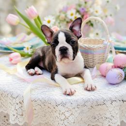 Boston Terrier Puppies from Our Gang Bostons