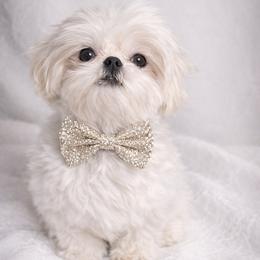 Rolex - White male Shih Tzu puppy in Riverside, California from Be Dazzled Shihtzu
