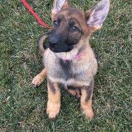Trinity - Sable female German Shepherd puppy in Whitewater, California from Vom Haus Metzler Shepherds