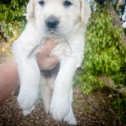 Gray - Light golden female Golden Retriever puppy in Clovis, California from Puppy Love, Hall's Goldens