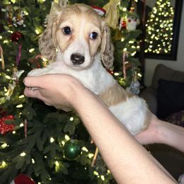 Dachshund Puppies from Logan’s Dashing Dachshunds