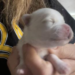 Cye - White male Morkie puppy in Taylorsville, North Carolina from Mountain Top Hot Tailz