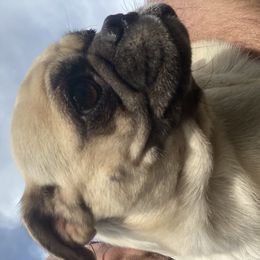 Mya - Pug