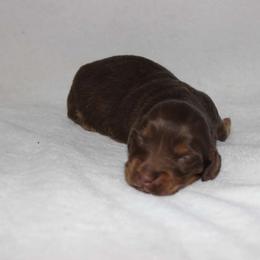 Xaki (2675) - Chocolate and tan female Dachshund puppy in Sonora, Kentucky from Maple Hill Miniature Dachshunds