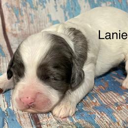 Lanie - Merle female Cockapoo puppy in Lebanon, Missouri from Cobbs Creek Canines