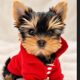 Armani - Black and tan male Yorkshire Terrier puppy in Seattle, Washington from 🎀 Yorkies Boutique Babydolls 🎀