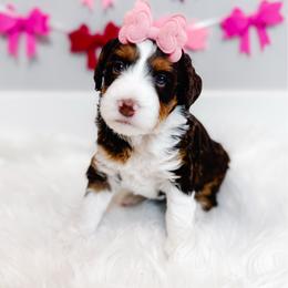 Serenity - Tri-color female Bernedoodle puppy in Mahomet, Illinois from Jordan Family Doodles