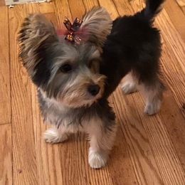 Assorted Doodle Crosses, Double Doodle, Maltipoo, Morkie, and Yorkipoo Puppies from Danza Bolo