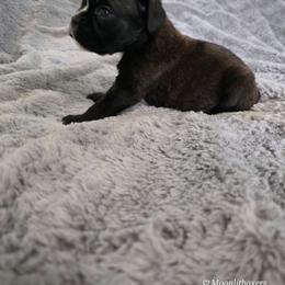 Chia - Brindle female Boxer puppy in Thompson, Pennsylvania from Moonlitboxers