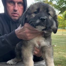 Purple Girl - Black and gray female Caucasian Shepherd Dog puppy in Twining, Michigan from Royal Caucasian Shepherds ®