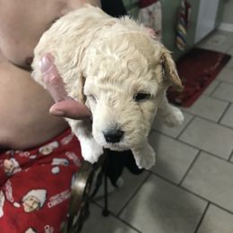 Poodle Puppies from Jm’s Precious Poodles