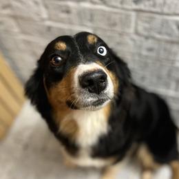 Moody - Australian Shepherd