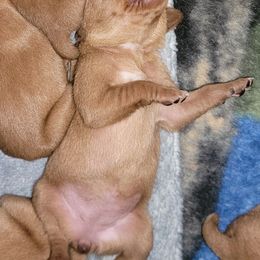 Girl 6 - Golden rust female Vizsla puppy in Springfield, Ohio from Amy's Vizslas