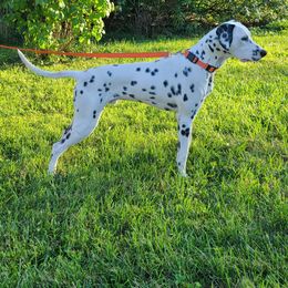 Zodiac - Dalmatian