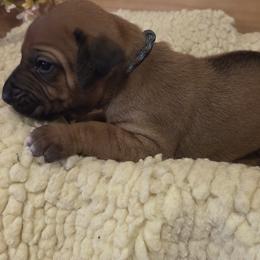 Ajax - Rd whtn blk nose male Rhodesian Ridgeback puppy in Gaffney, South Carolina from Circle D Farms