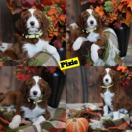 Pixie - Red  female Goldendoodle puppy in Sioux Falls, South Dakota from Dolly's Doodles