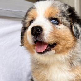 Dahlia - Blue merle Australian Shepherd puppy in California from Aussmazing Aussies