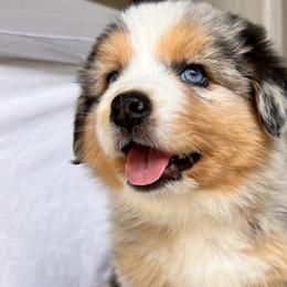 Dahlia - Blue merle Australian Shepherd puppy in California from Aussmazing Aussies