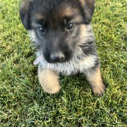 Female 2 pick - Black and tan female German Shepherd puppy in La Salle, Colorado from Pure Heart German shepherds