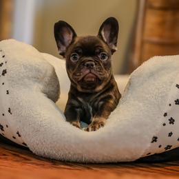 Dove - Tricolors female French Bulldog puppy in Snellville, Georgia from Felicia's French Bulldogs