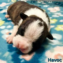 Havoc - Red brindle female American Staffordshire Terrier puppy in Clintwood, Virginia from SkyBlue Kennel